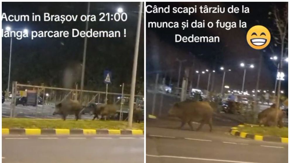 O turmă de mistreți se plimbă-n voie pe străzile din Brașov: “Ia uite parlamentarii, au ieșit în campanie electorală”