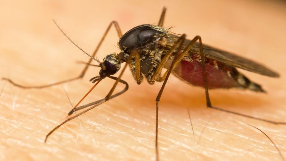 Urati insectele? Trucul simplu care va va ajuta sa ii tineti la distanta intreaga vara