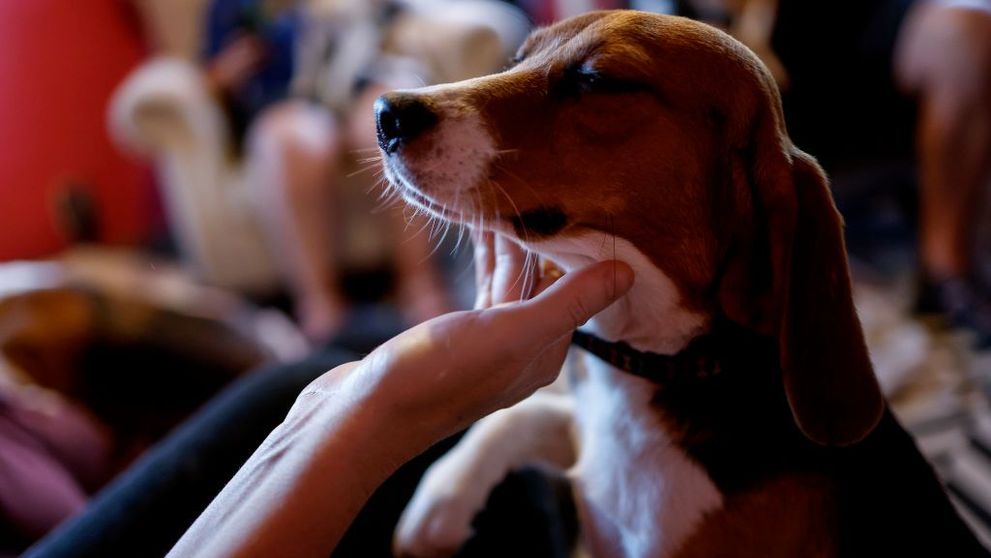 Iubitorii de animale ar putea decoda lătratul câinilor
