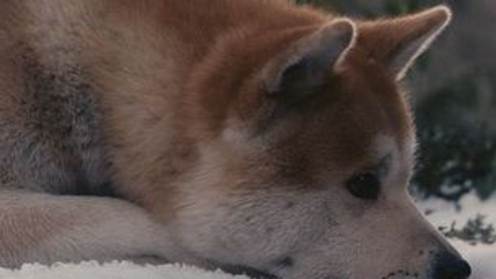 Hachiko, cainele-simbol al Japoniei, la 76 de ani de la moarte!  FOTO si VIDEO