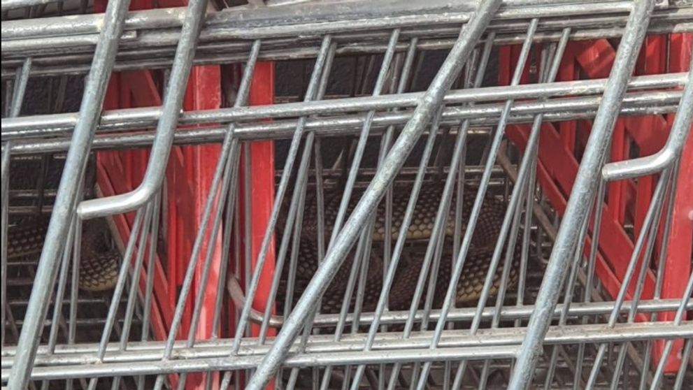 Panică într-un supermarket din Drăgănești-Olt! Un șarpe de aproape 2 metri, descoperit într-un coș de cumpărături FOTO