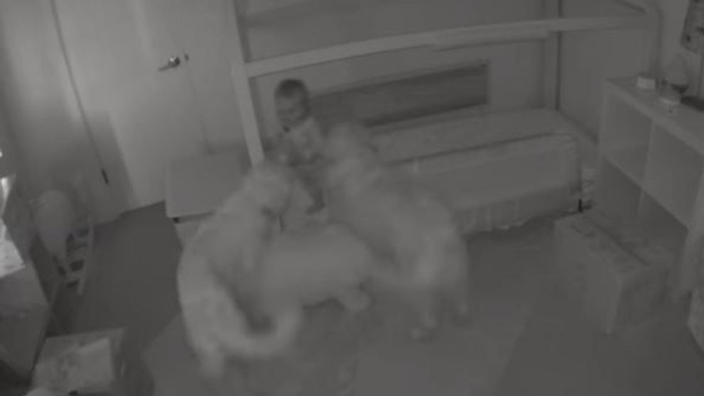 Si-au vazut bebelusul inconjurat de cei doi caini ai familiei, dar nu se asteptau sa faca asta. Ce a urmat