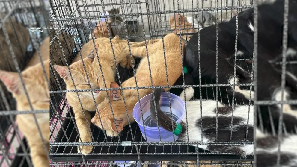 400 de pisici salvate înainte să fie mâncate în Vietnam, într-o operațiune de amploare a poliției! Înduioșător ce s-a întâmplat cu ele după aceea