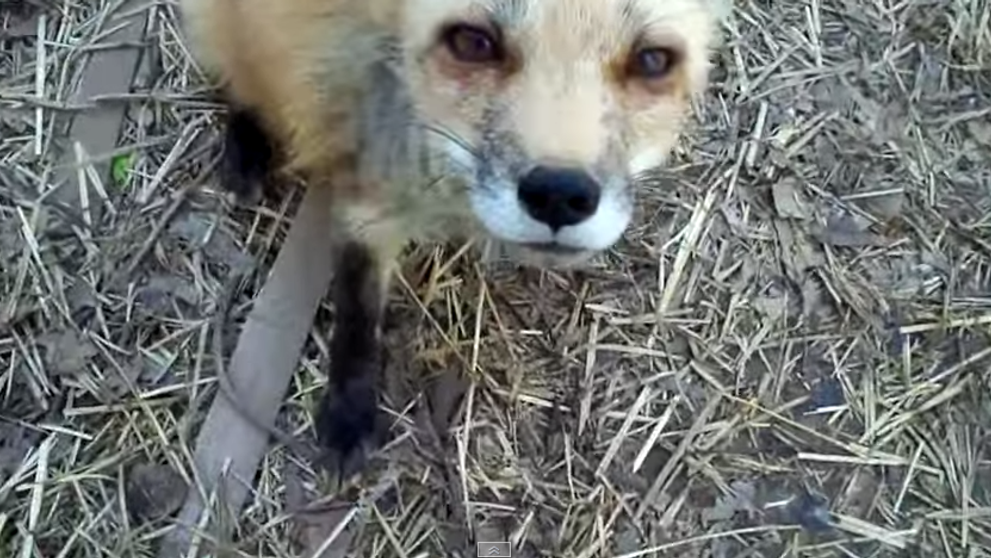 Toata lumea si-ar fi dorit sa vada asta. Ce s-a intamplat cand un tata si fiica lui descoperit doi pui de vulpe in curte