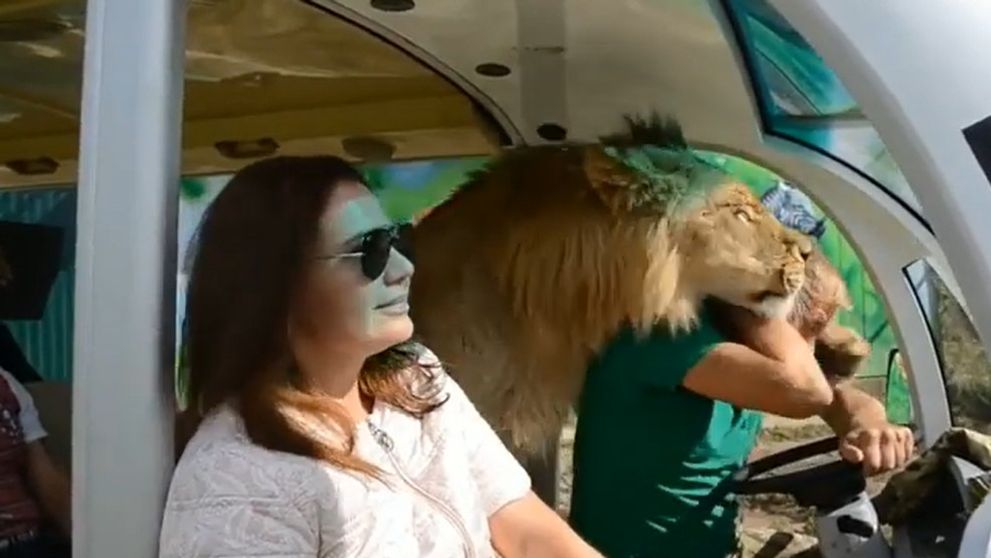 Se juca zilnic cu leii și îi plimba cu mașina. Proprietarul celui mai mare parc safari din Crimeea a fost sfâșiat de feline, iar acum este în stare gravă