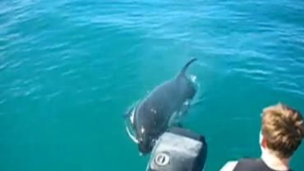 Ce dragut! Niste turisti inoata alaturi de o balena ucigasa