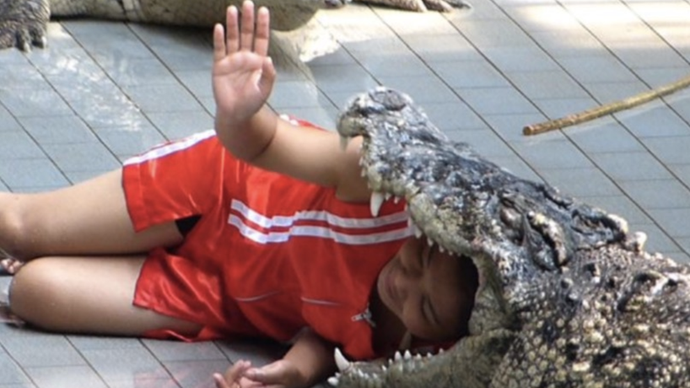 Un acrobat de la circ a regretat imediat momentul cand si-a pus capul in gura unui crocodil