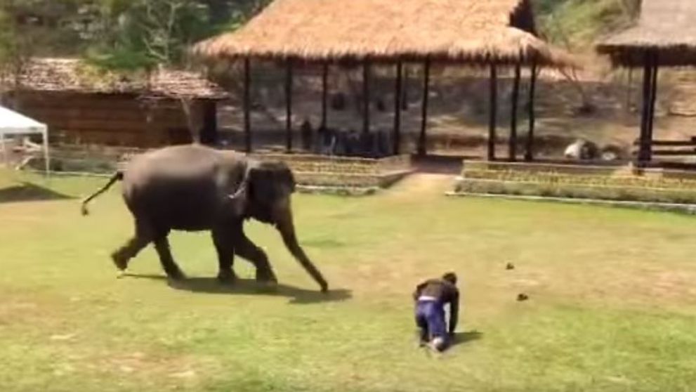 Un barbat a fost trantit la pamant de un coleg in timp ce se afla in apropierea unui elefant. Ce a urmat a ajuns viral