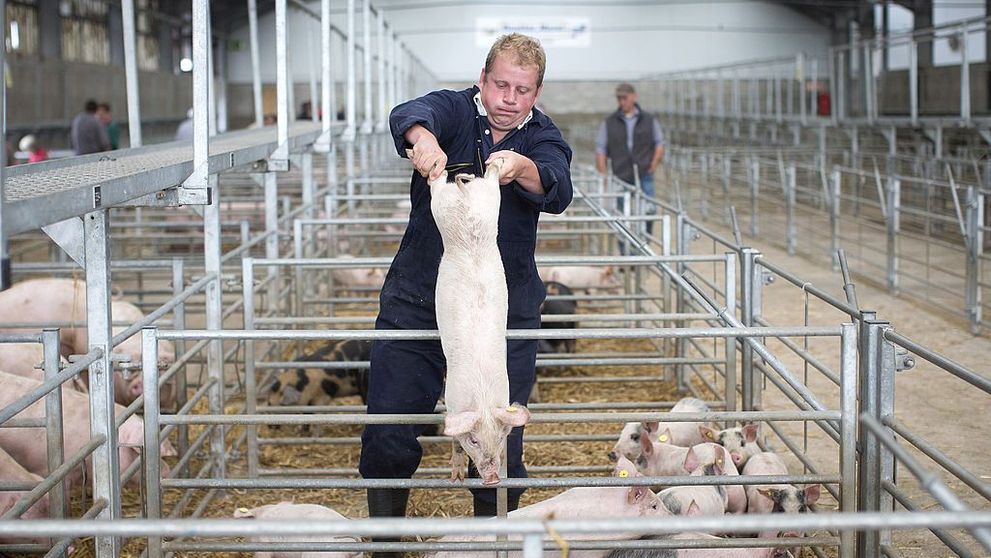 Românii, regretați în Marea Britanie. Agricultura din Regat e aproape de colaps
