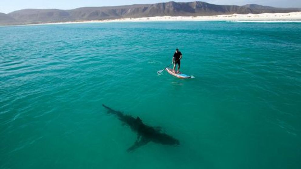 Vasleste la cativa metri de rechini! Crezi ca a scapat?