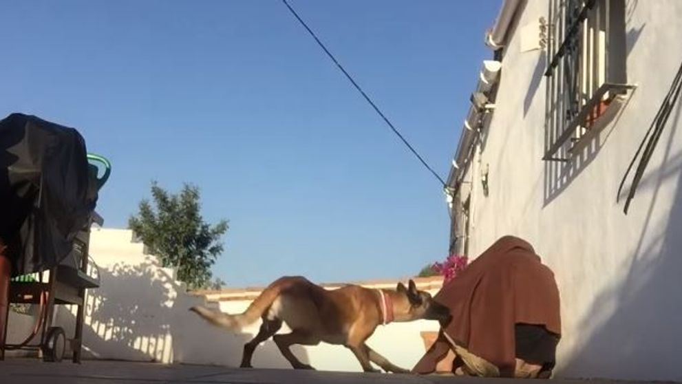 Stapanul i-a lipsit ingrozitor de mult, dar asteptarea a meritat. Surpriza uriasa de care a avut parte un caine - VIDEO