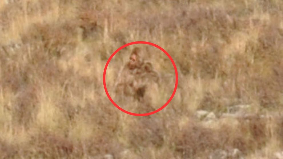 VIDEO viral ”Cred că este Big Foot!” Creatura ireală - bipedă și blănoasă - surprinsă cu telefonul de doi călători cu trenul