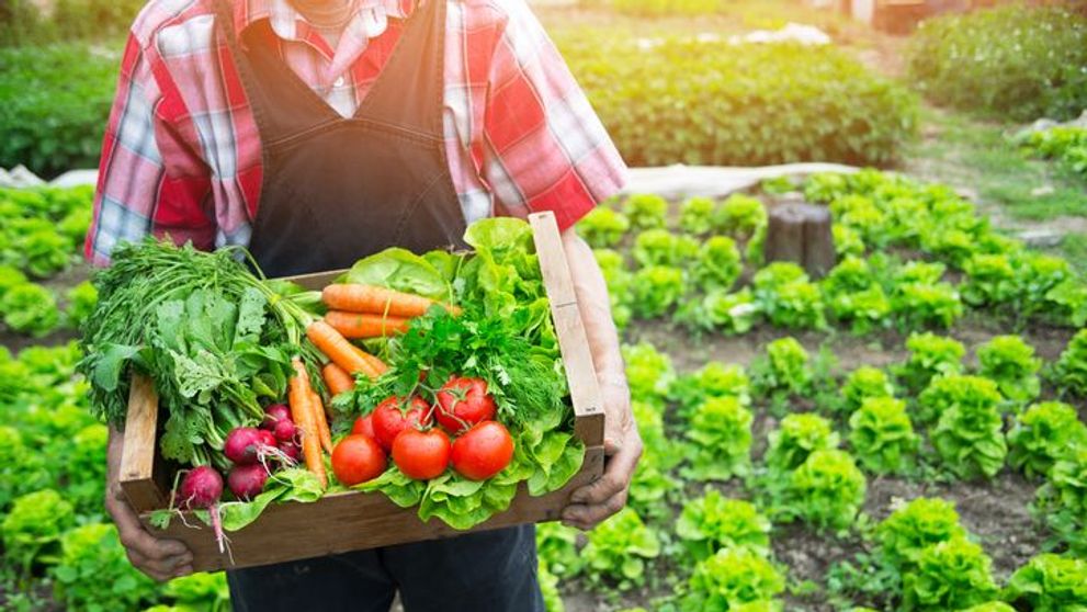 Proiectul prin care bucurestenii pot sa aiba o gradina de legume gratis. 