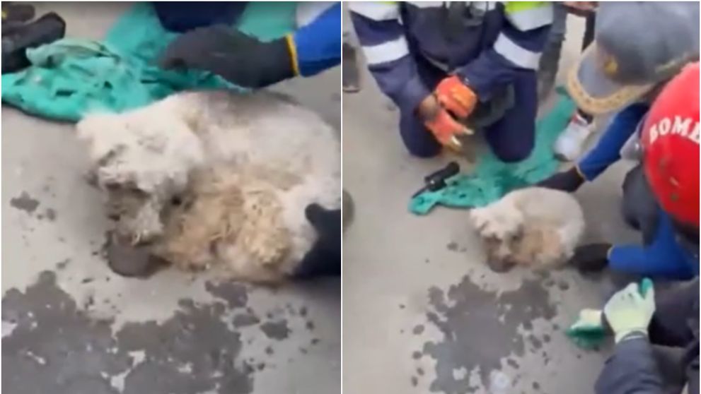 Miracol în Venezuela. Un pudel a fost salvat după 29 de zile de la cutremur. Momentul emoționant în care a fost scos de sub dărâmături