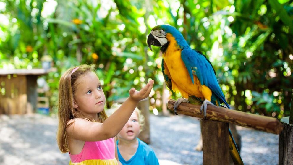 Papagalii de la grădina zoologică, mutați după ce au început să înjure vizitatorii
