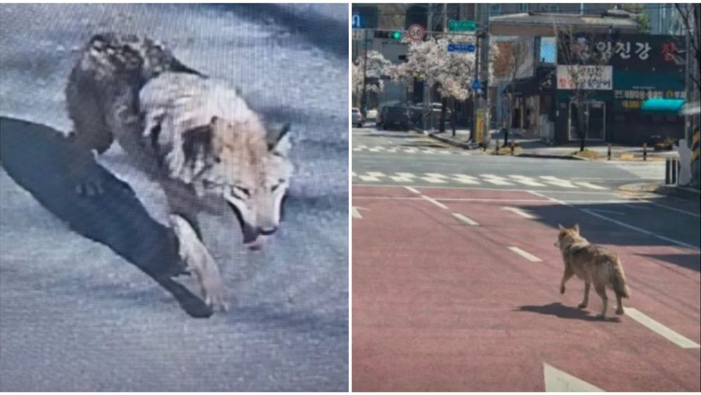 S-a uitat la filme americane. Un lup a scăpat de la zoo după ce a săpat un tunel! Cum l-au găsit cei 116 polițiști care au pornit în urmărirea lui