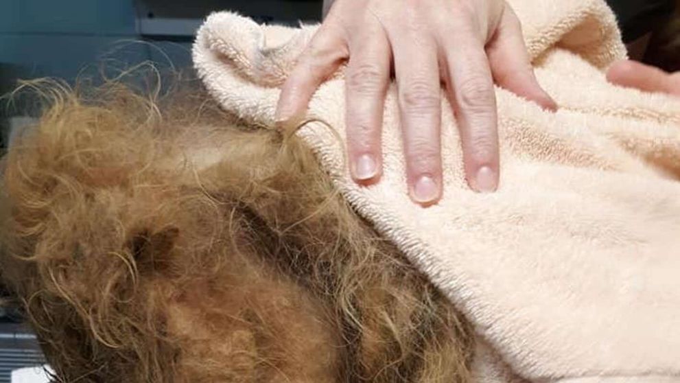 Au descoperit ce animal se ascunde după blană abia după ce l-au tuns. Medicii veterinari au fost șocați