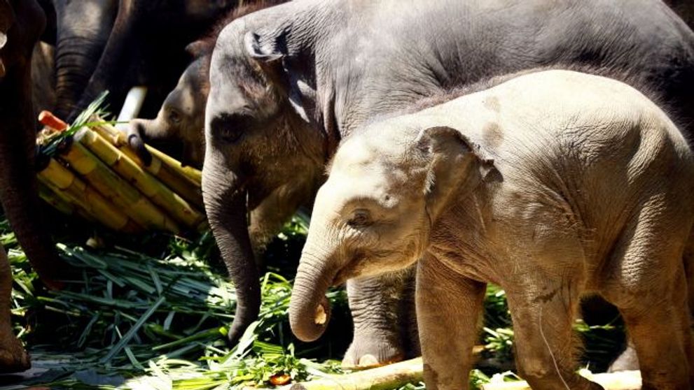 Uite ce cadou dragut a primit un bebe-elefant de ziua lui! FOTO