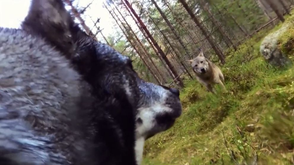 Incredibil! Un caine a inregistrat cu un GoPro momentul in care a fost atacat de doi lupi