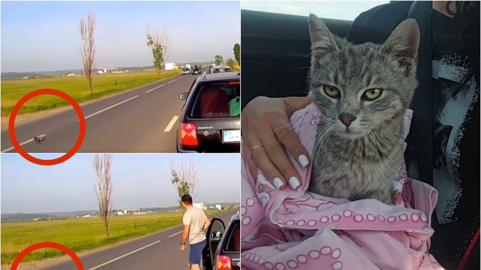 Un tânăr din Suceava și-a riscat viața pentru a salva o pisică aflată pe un drum intens circulat! Momentul a fost filmat și a strâns mii de reacții VIDEO