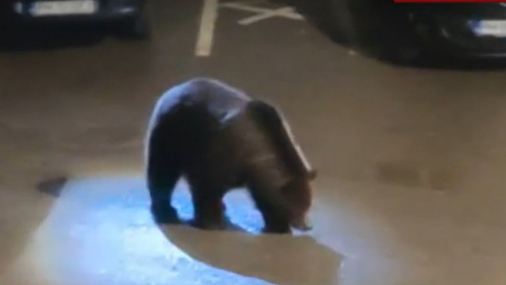 Care este starea șefului Salvamont Predeal după ce a fost atacat de o ursoaică. Bărbatul a fost găsit cu răni la cap și a fost resuscitat