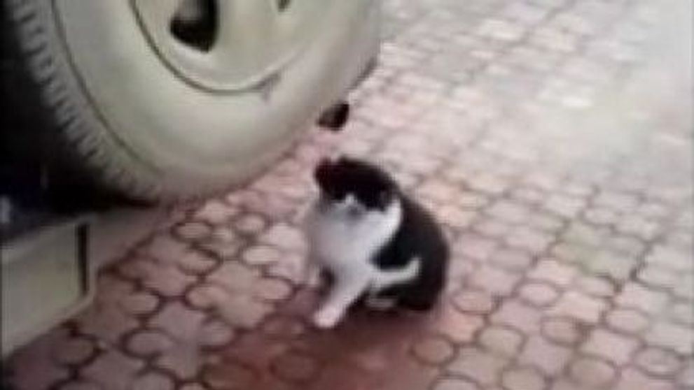 Pisicuta dependenta de fumul de la teava de esapament. Un clip care a facut inconjurul internetului