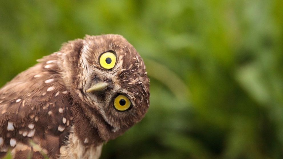 Așa arată cel mai urât animal din Lume. Nimeni nu ar suporta atingerea lui