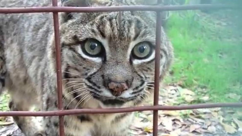 Cum reactioneaza animalele cand se privesc in oglinda: VIDEO