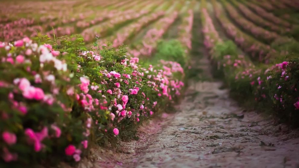 VIDEO Florile de sezon, o încântare a simțurilor