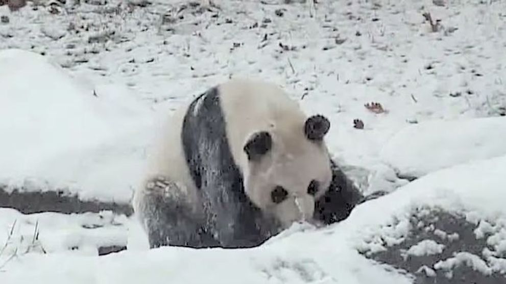 Cum reactioneaza un pui de urs panda atunci cand vede pentru prima oara zapada. Imaginile care au facut inconjurul internetului