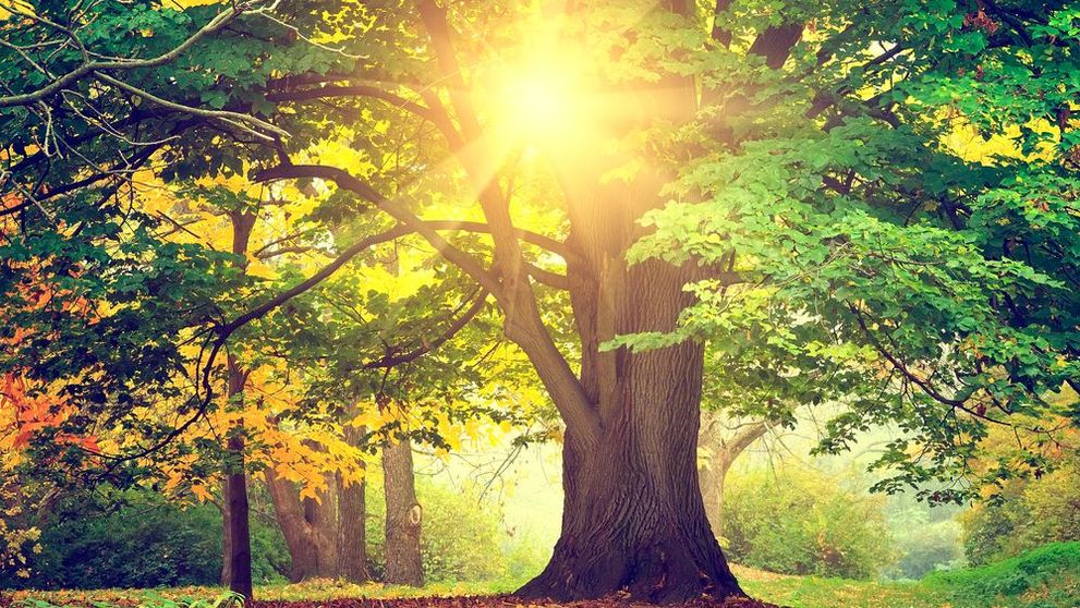 Testul arborelui. Vezi ce spune poza pe care o alegi despre tine si personalitatea ta