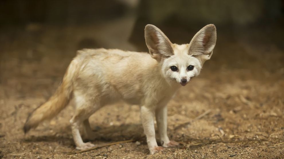 Si-a fortat vulpea sa treaca la un stil de viata vegan. Ce s-a intamplat cu animalul