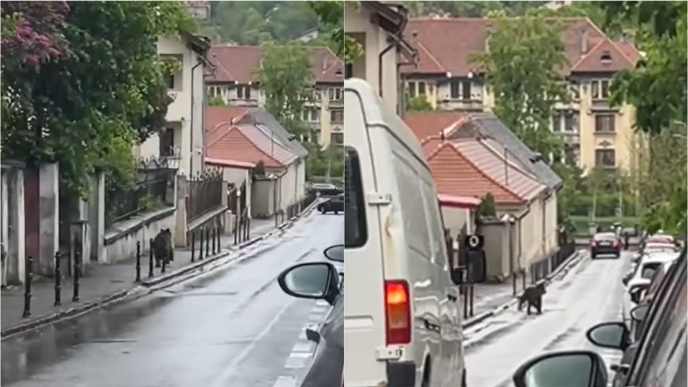 Un urs, văzut în timp ce aleargă pe străzile din Brașov, foarte aproape de Biserica Neagră! Ce a surprins un trecător pe cameră