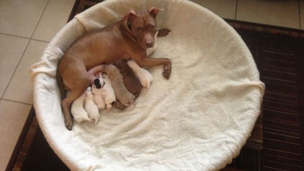 O poveste cum nu auzim prea des. Un caine pitbull a adoptat sase pui de pudel orfani: VIDEO