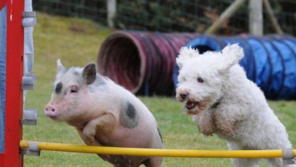 Louie, porcusorul care se crede caine! FOTO