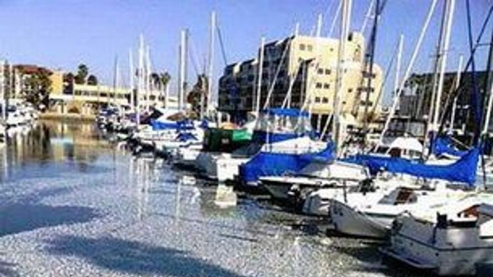 Milioane de pesti morti in portul King Harbor, California din cauze necunoscute