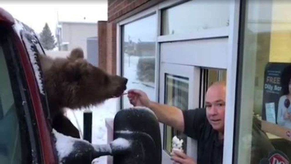 Au luat ursul in masina si l-au dus sa manance inghetata. Gradina Zoologica din Canada, data in judecata