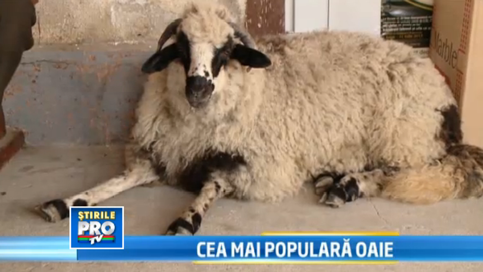 Oaia care se crede caine. O cheama Fetita, doarme in pat si isi insoteste stapanul la carciuma si la serviciu!