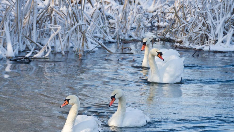 Un lac din Bistrita a devenit a doua casa pentru lebedele ramase aici peste iarna. 