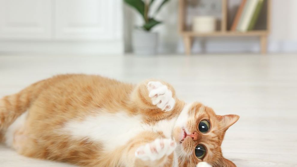 Nu e banc! Două pisici drogate au ajuns la Spitalul Veterinar de Urgență din București. Polițiștii au intrat pe fir