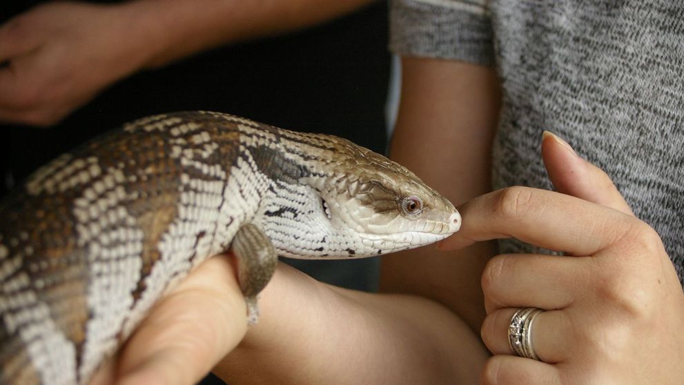 VIDEO Animale exotice de companie