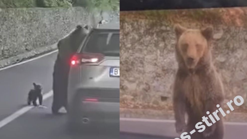 Momentul în care un turist este atacat de un urs, pe Transfăgărășan. Imaginile surprinse de martori