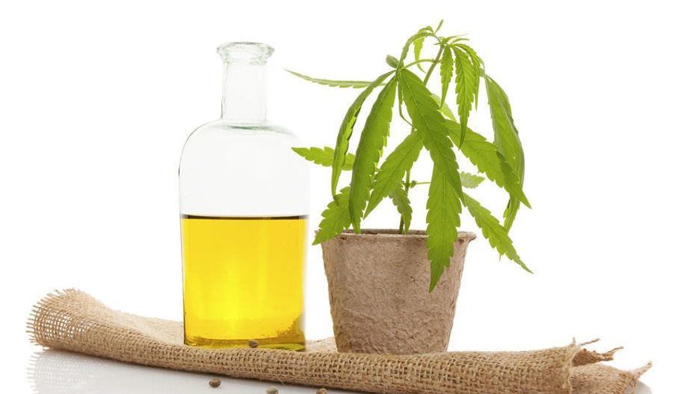 (P) Ce efecte poate avea un tratament cu ulei CBD asupra sistemului endocannabinoid?