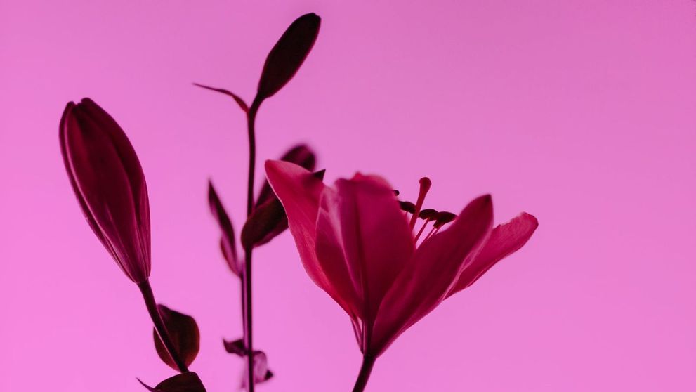 (P) Florile preferate ale Reginei Maria