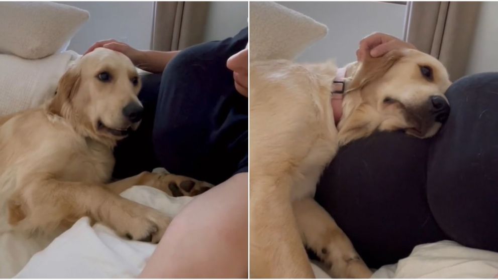 Reacția unui câine când a realizat că stăpâna lui este însărcinată. Imaginile care au emoționat internetul