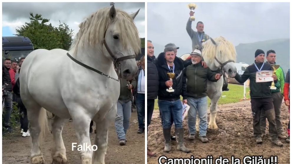 Ce spun oamenii despre proprietarul calului Falko. Autoritățile s-au sesizat după ce animalul a murit în urma unui concurs de tras bușteni