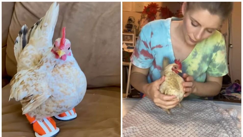 Găinușa în adidași, care a devenit celebră pe TikTok. Povestea tristă din spatele filmulețelor amuzante