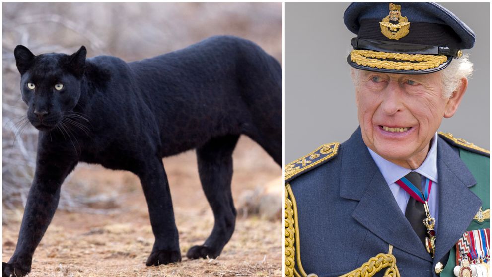 Pantera neagră a ajuns la Regele Charles? Un animal sălbatic cu semnalmentele ei, depistat pe proprietatea monarhului Marii Britanii