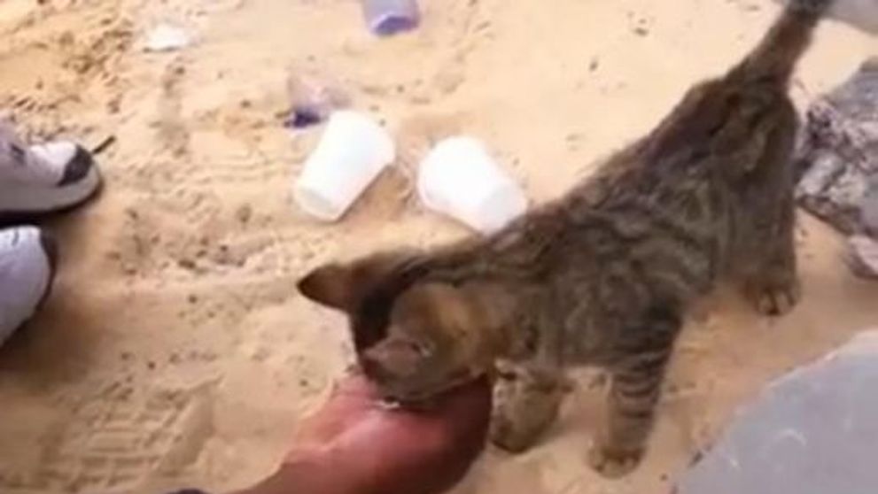 Partea nevazuta a razboiului: un luptator libian hraneste o pisicuta! VIDEO