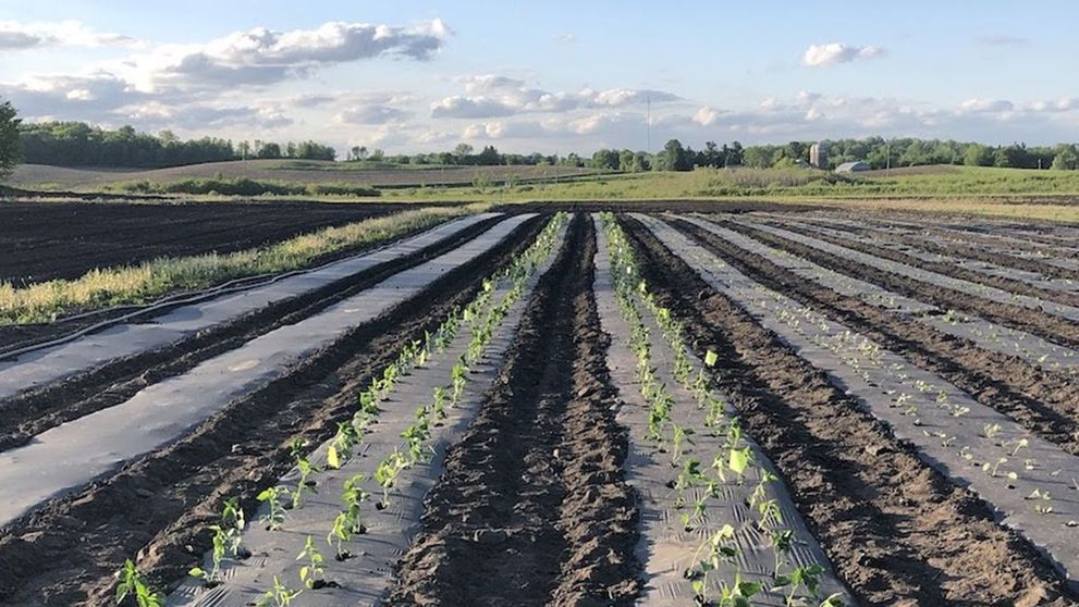(P) De la semințe de roșii la răsaduri de roșii – pas cu pas către o salată gustoasă!